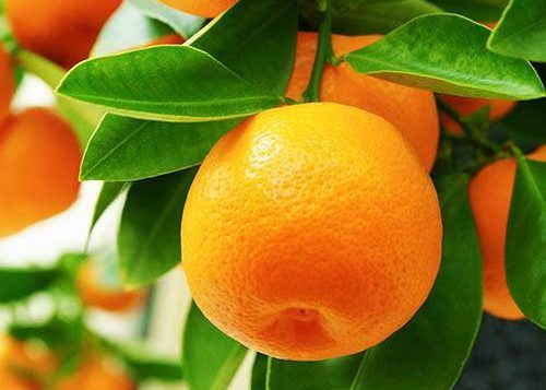 A closeup image of a citrus fruit on a tree.