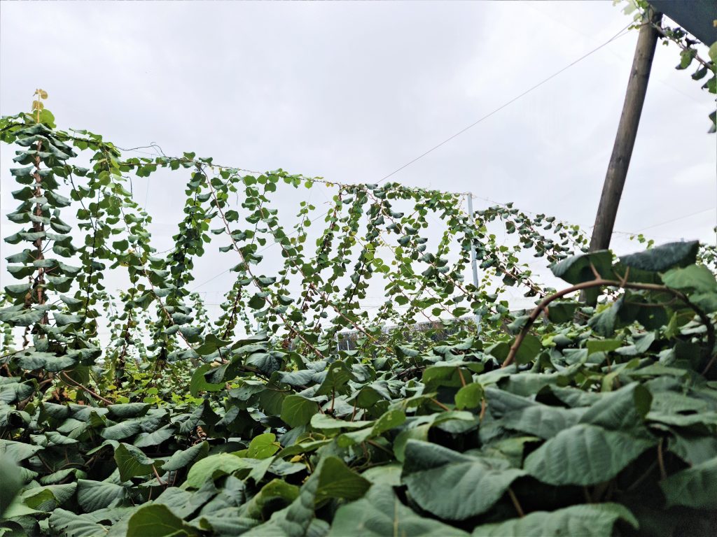 A picture of a kiwifruit farm.