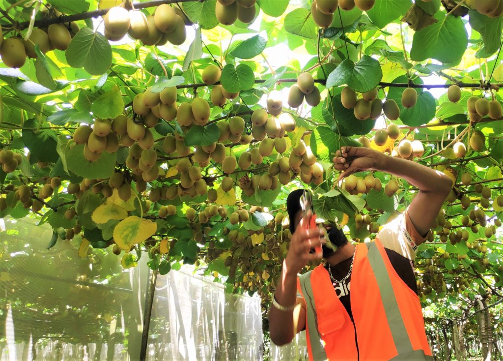 A picture of a person picking kiwifruits.