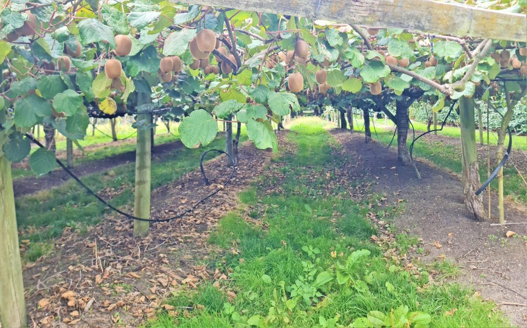 A picture of a kiwifruit farm with kiwifruits ready for harvest.