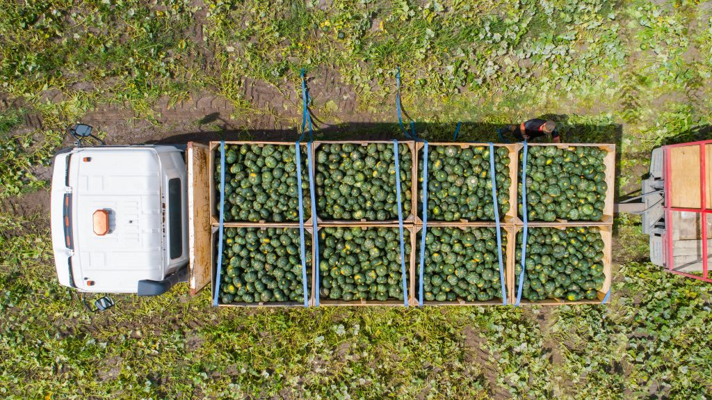 An image of a truck moving a harvest of buttercup squash.