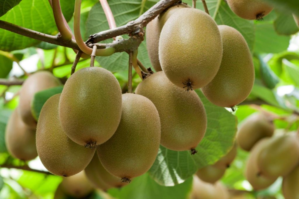 A picture of a bunch of kiwifruits.