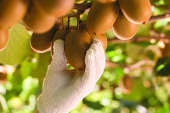 A picture of a person picking kiwifruit