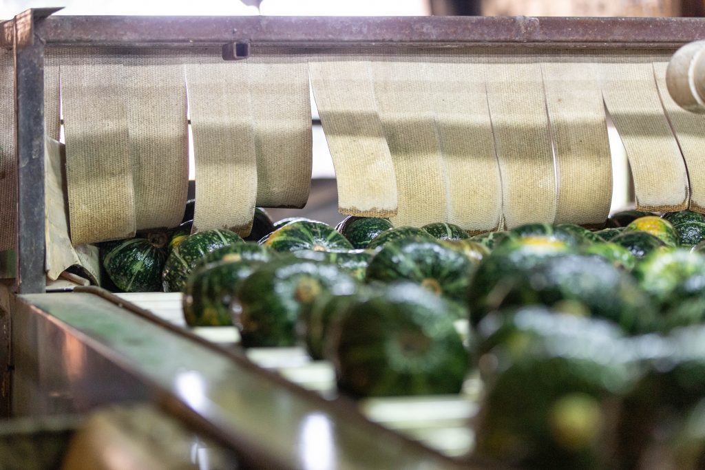 An image of buttercup squash going through the assembly line.