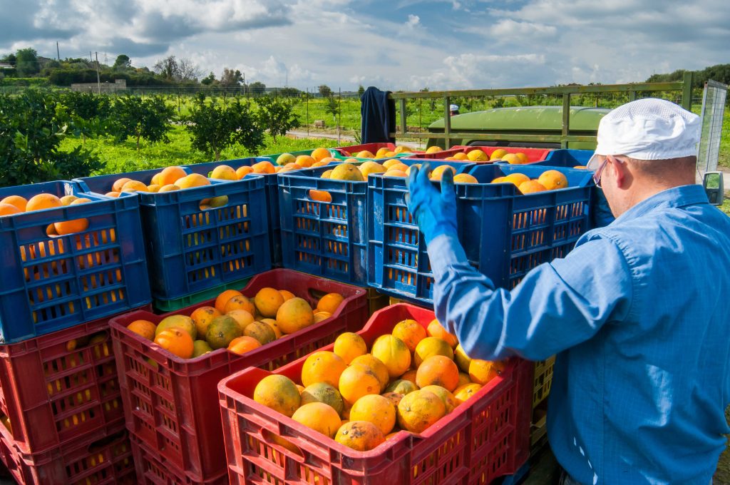 An image of citrus fruits collected and stored in crates for delivery.