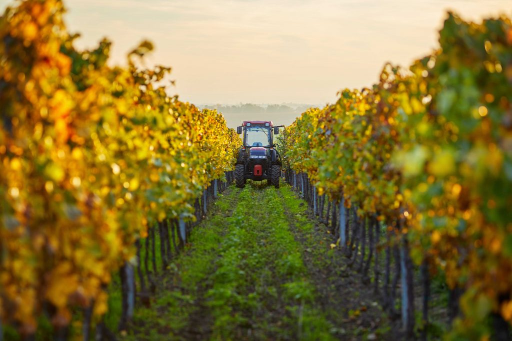 A picture of a truck surveying the vineyard.
