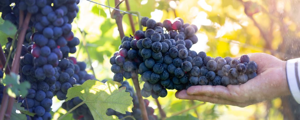 A picture of a person holding a bunch of black grapes.