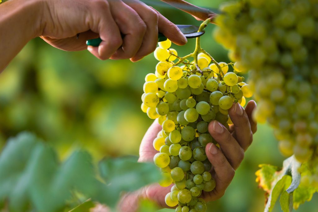 A fruit picker cutting a bunch of green grapes.