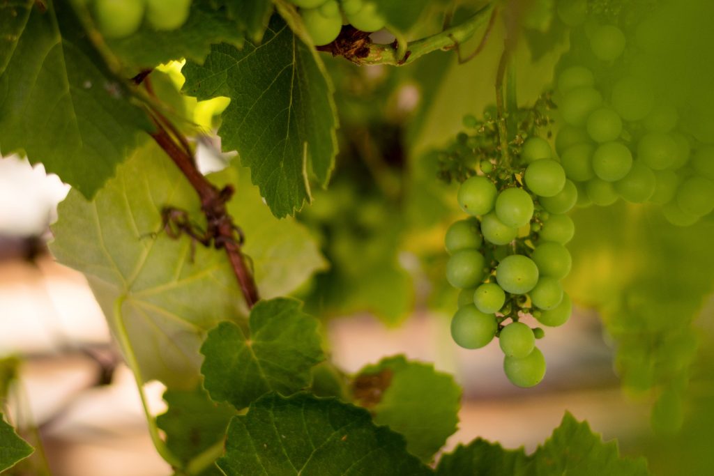 An image of grapes hanging on a tree.
