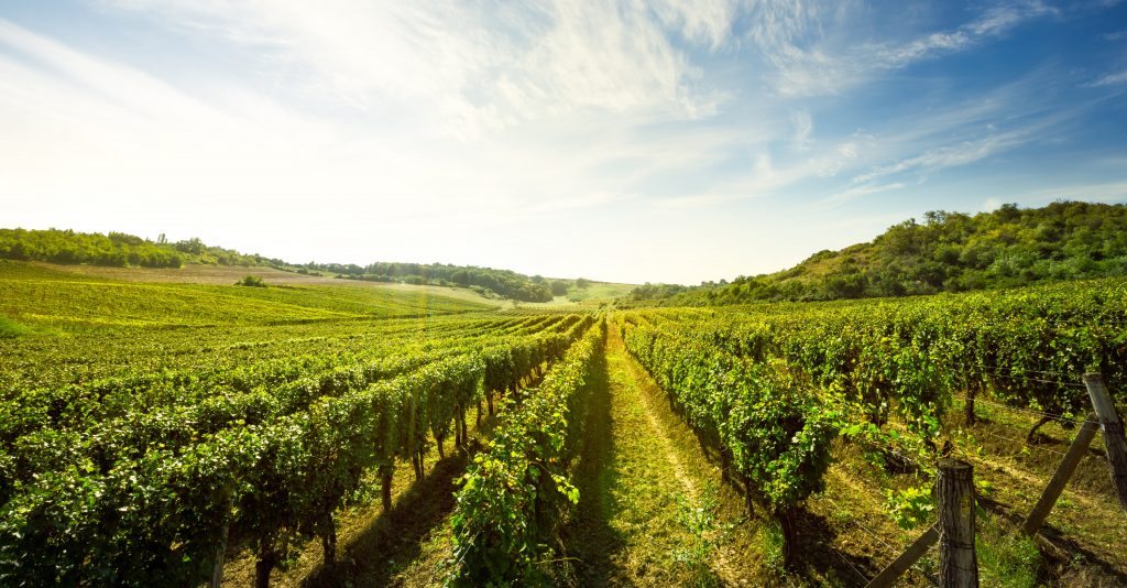 A picture of a vineyard.