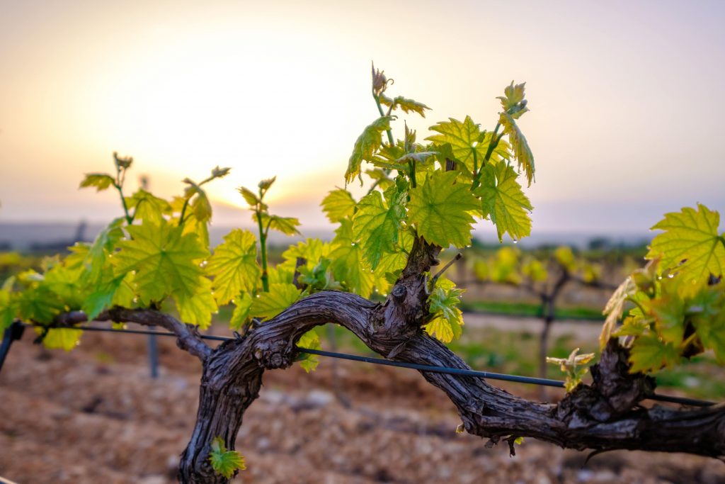 A picture of vineyard.