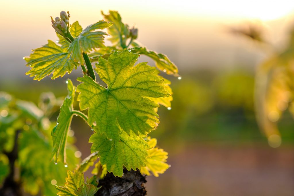 An image of the grape fruit leaves.